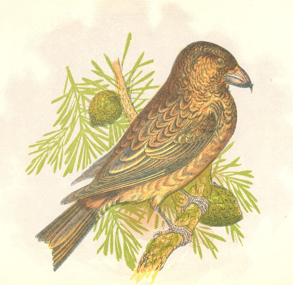 BIRDS. Songbirds . Crossbill (Anne Pratt, SPCK) 1857 old antique print picture